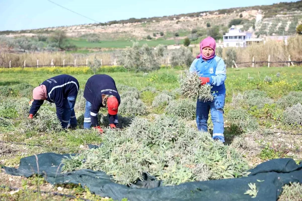Didim'de Adaçayı Hasadı ve Doğal Yağ Üretimi: Yerel Ekonomiye Katkı