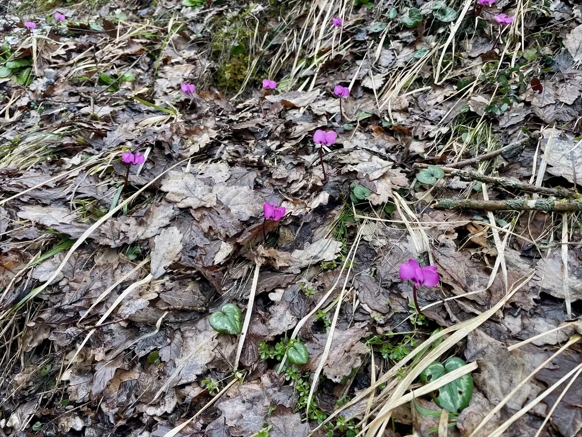 Bolu’da Kış Rüzgarı Çiçeklerle Buluştu: Yükseklerde Kar, Düşüklerde Bahar
