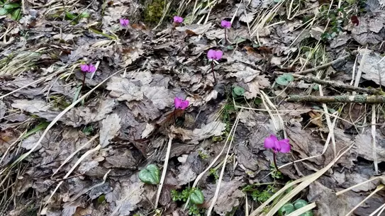 Bolu şehir merkezinde çiçek açmış sokak
