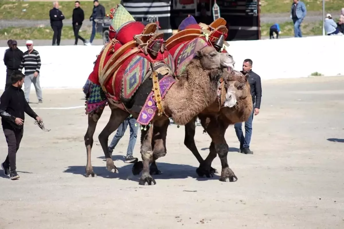 İncirliova’da 39. Deve Güreşi Festivali Coşkuyla Açıldı: Başkan Kaya Yeni Sezonu Kutladı
