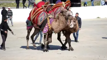 İncirliova Deve Güreşi ana fotoğrafı