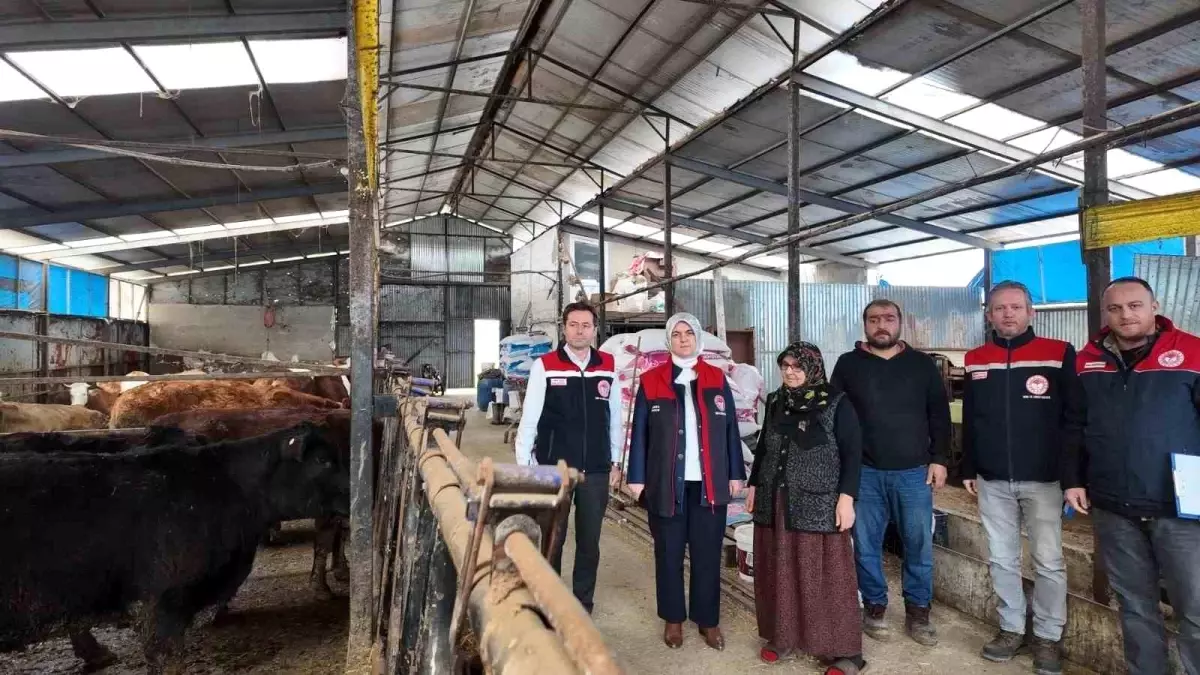 Düzce'de Kadın Çiftçi, Angus Damızlık Düvelerle 16 Buzağı Doğurdu