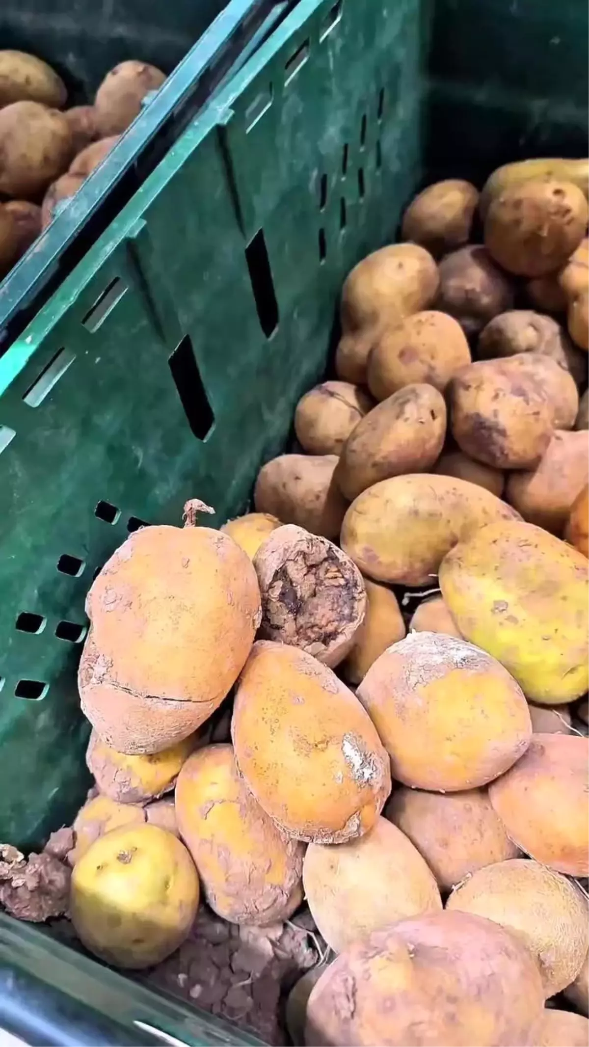 Gebze'de Market Denetiminde Çürük ve Tarihi Geçmiş Gıdalar Ortaya Çıktı