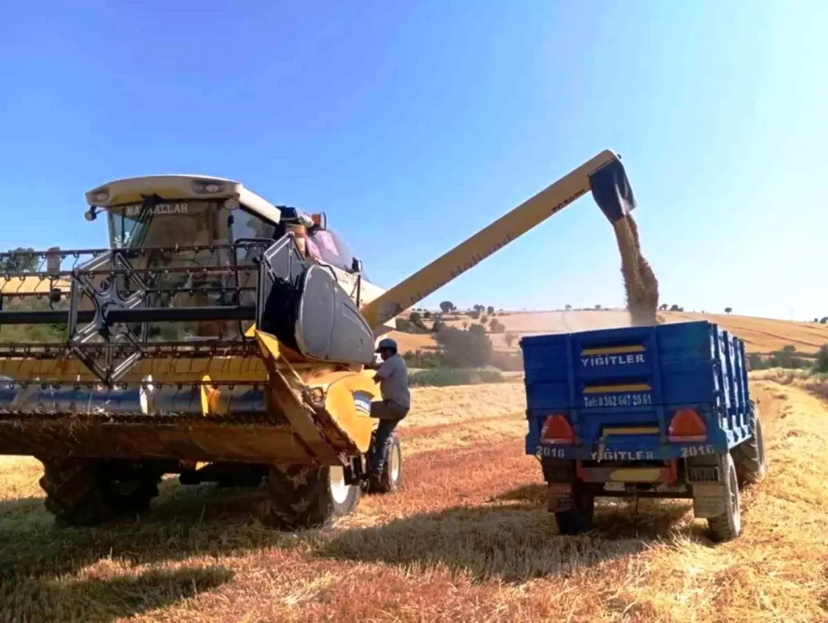 Samsun, 381 Bin Ton Adi Fiğ Üretimiyle Türkiye'nin Yem Bitkisi Lideri Konumunda