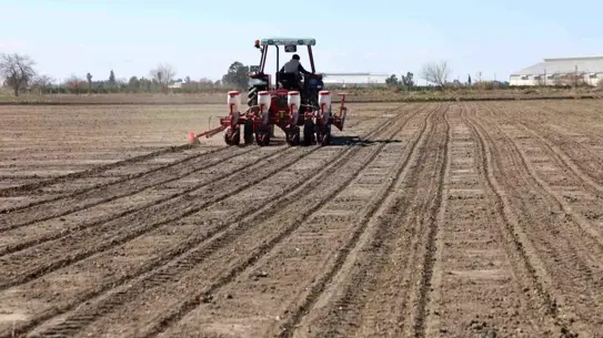 Adana’da Yağışların Artışıyla Mısır ve Ayçiçeği Ekimi: Çiftçiler Bereketli Sezon Umuyor
