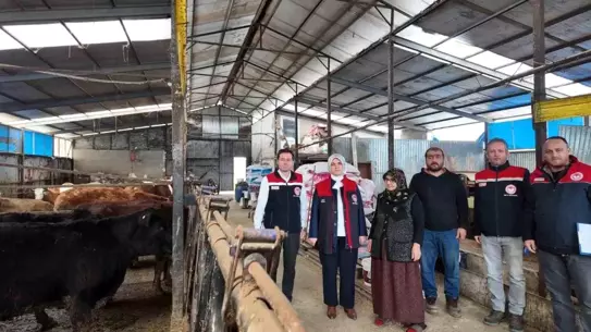 Doğmuş buzağılara bakılan çiftçi