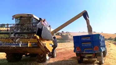 Samsun'da adi fiğ hasadı