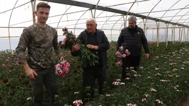 Yalova çiçek tarlası