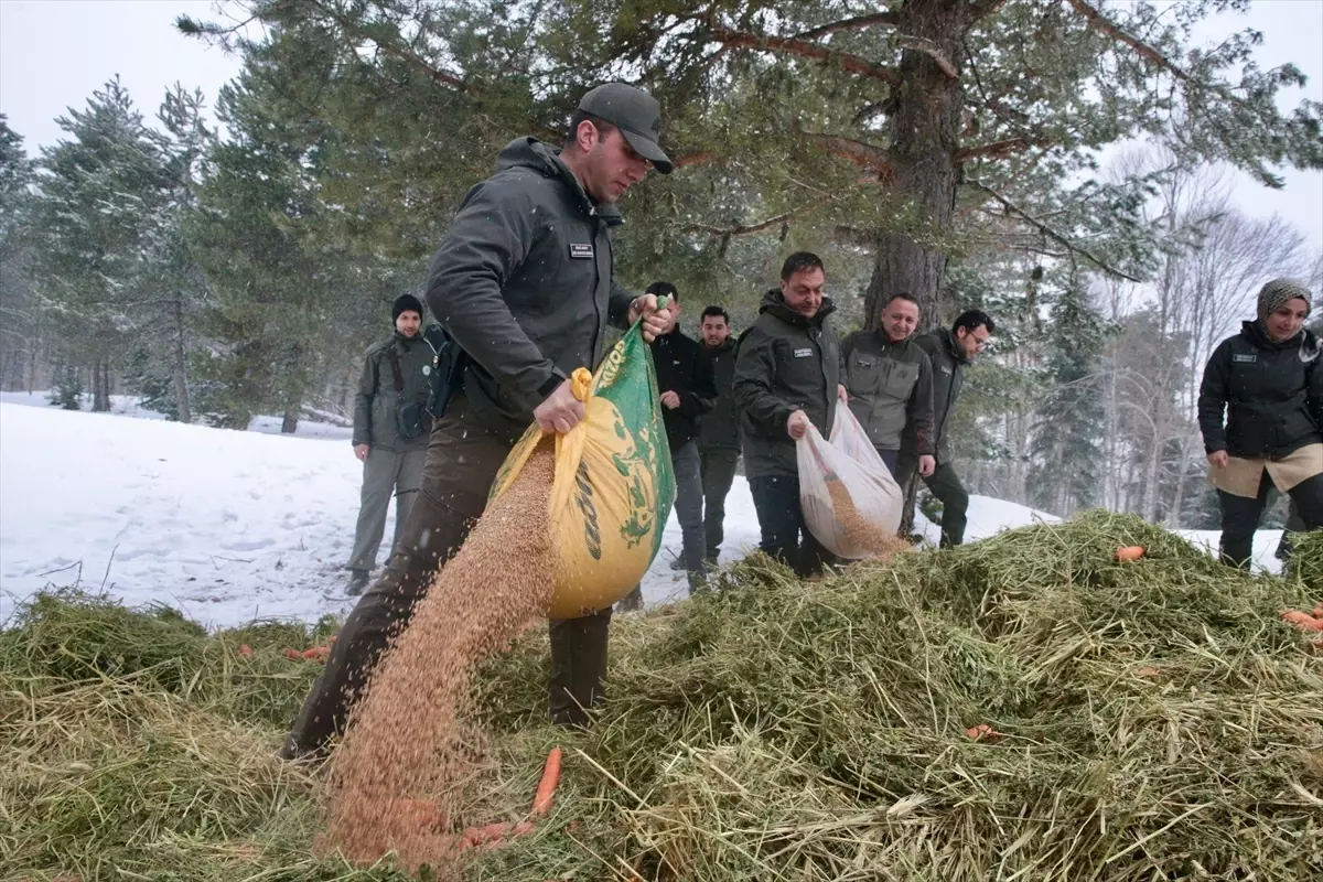 Bolu’da Kışın Yaban Hayvanları İçin Doğaya Yem Bırakıldı