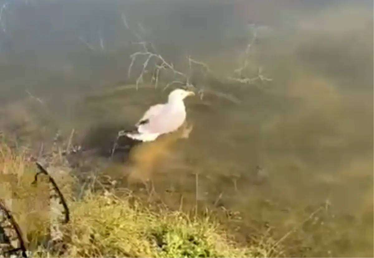 Yaralı Martı “Bulut”, Keşan’da Rehabilitasyondan Geçtikten Sonra Doğaya Salındı