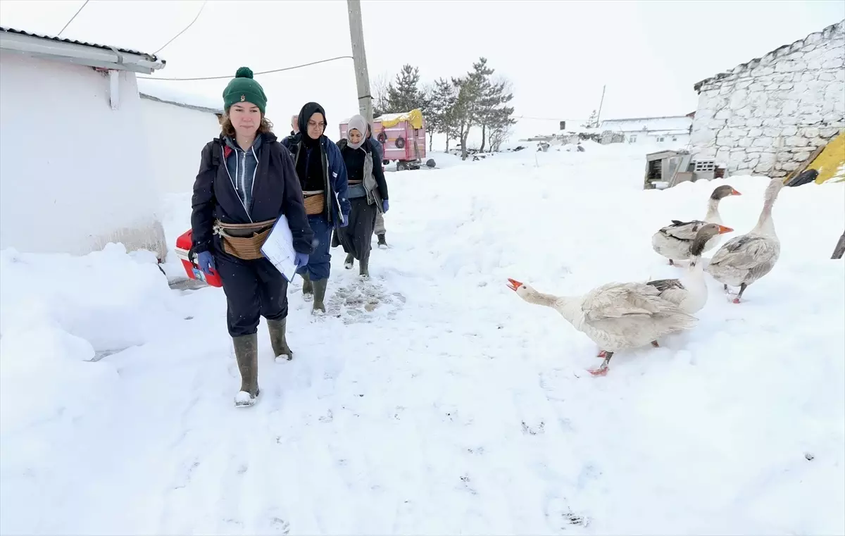 Kars’ta Kadın Veterinerlerin Zorlu Kışta Hayvan Aşılamadaki Mücadelesi