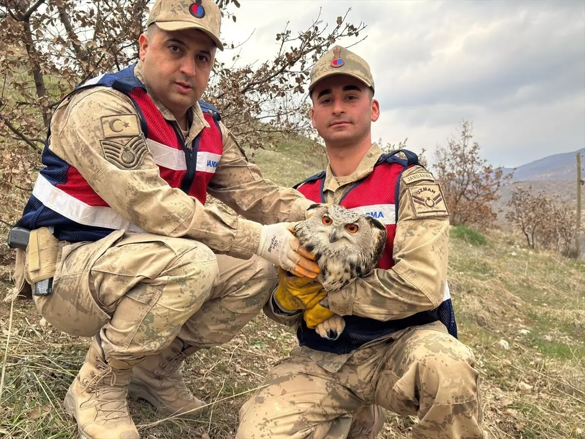 Siirt’te Yaralı Kulaklı Orman Baykuşu Koruma Çalışmaları Başladı