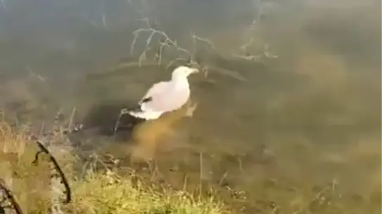 Bulut'un doğaya salınışı