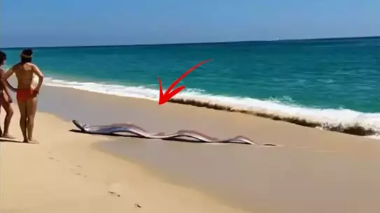 Cabo San Lucas'ta Nadiren Görülen İki Dev Kürek Balığı Sahilde Görüldü