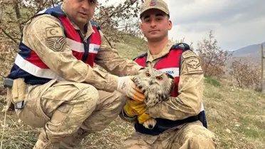 Siirt’te Yaralı Kulaklı Orman Baykuşu Koruma Çalışmaları Başladı