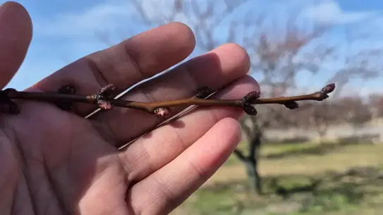 Tomurcuklanmış kayısı ağaçları