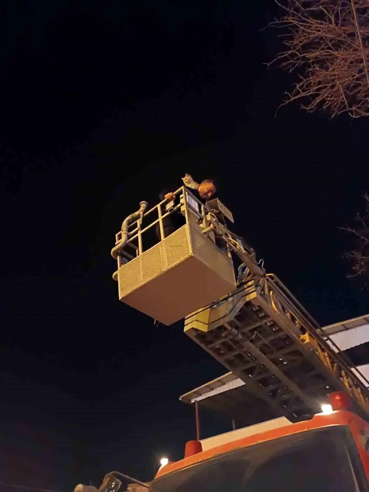 Siirt'te İtfaiye Ekibi Ağacın Tepesindeki Kediyi Kurtardı