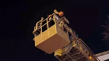 Siirt'te İtfaiye Ekibi Ağacın Tepesindeki Kediyi Kurtardı