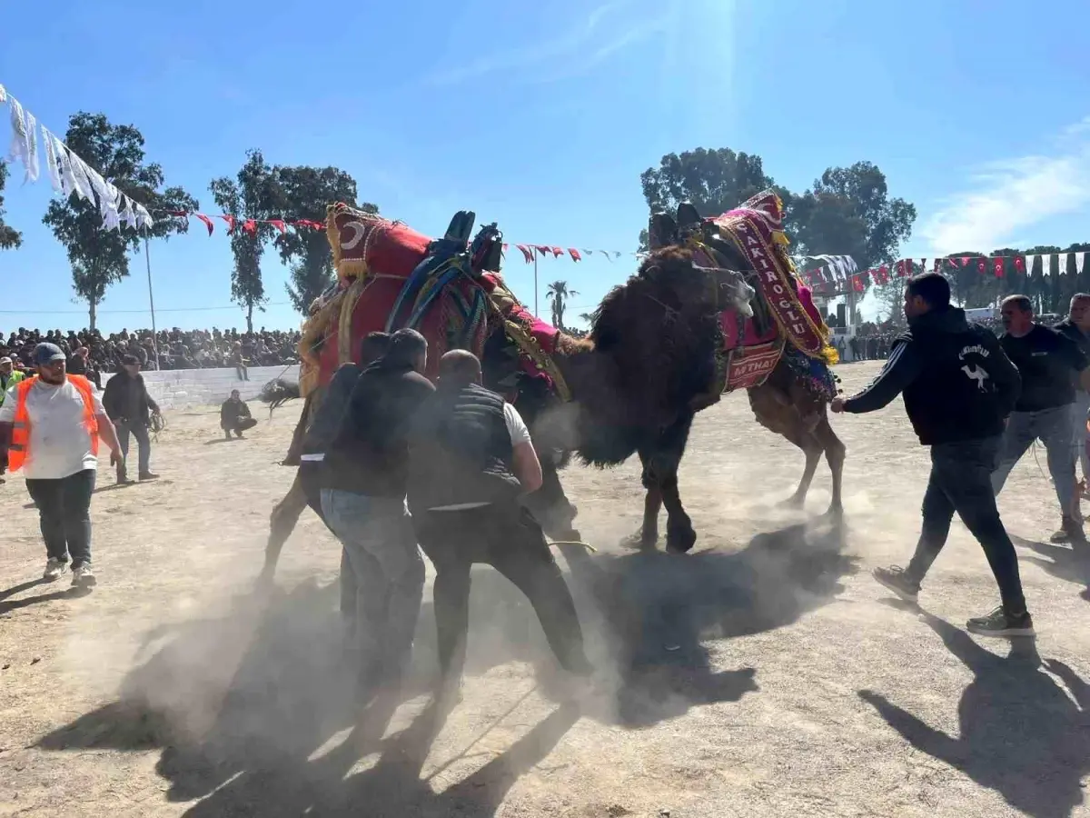 İncirliova’da Şap Karantinası Bitti: Deve Güreşi Festivali Coşkuyla Başladı