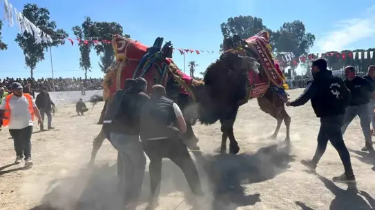 İncirliova’da Şap Karantinası Bitti: Deve Güreşi Festivali Coşkuyla Başladı
