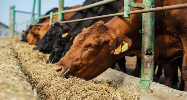 Tarım arazilerinde kuraklık ve verim düşüşü