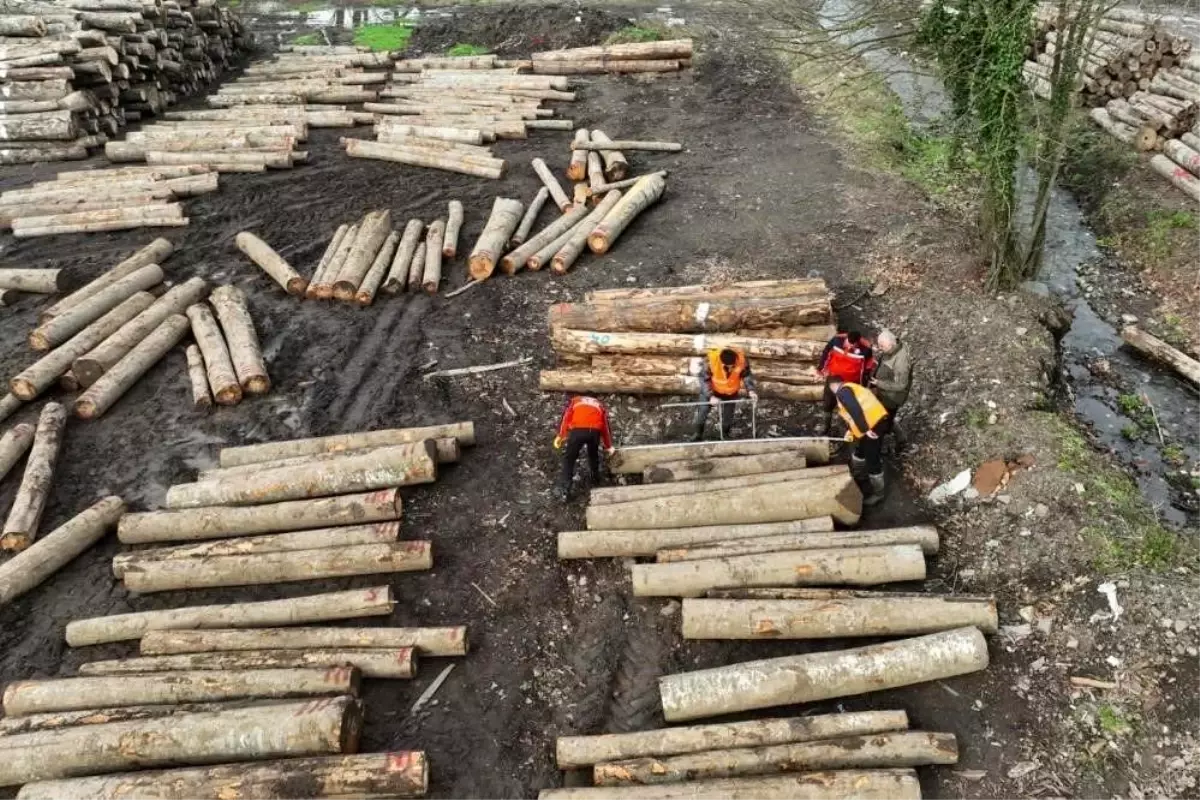 Düzce'nin Orman Ürünleri İhracatında 2025 İlk Çeyreğinde Kayda Değer Artış