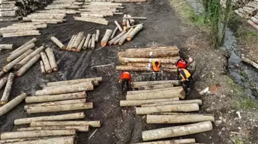 Orman ürünleri sevkiyatları