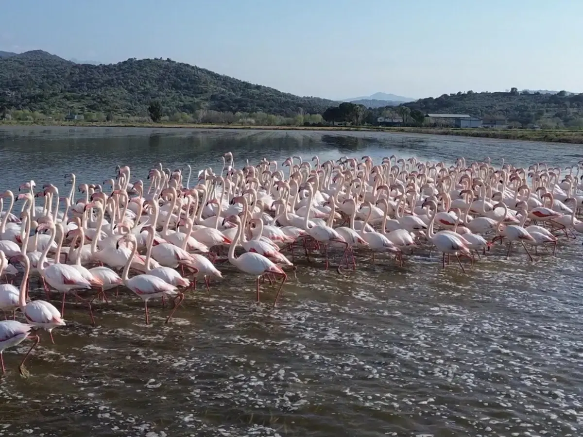 Aydın’da Sel Sularında Flamingo Göçü: Taşan Tarlalar Yeni Bir Doğa Cenneti
