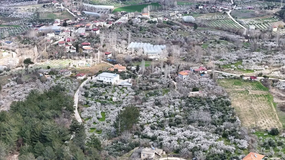 Mersin Mut’ta Erik Ağaçları Çiçek Açtı: Baharın Renkli Görünümü