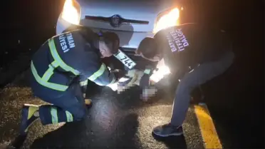 Tedavi sonrası tilkinin iyileşme süreci