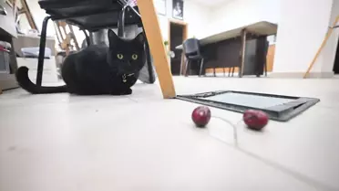 Şükufe’nin neşeli anları