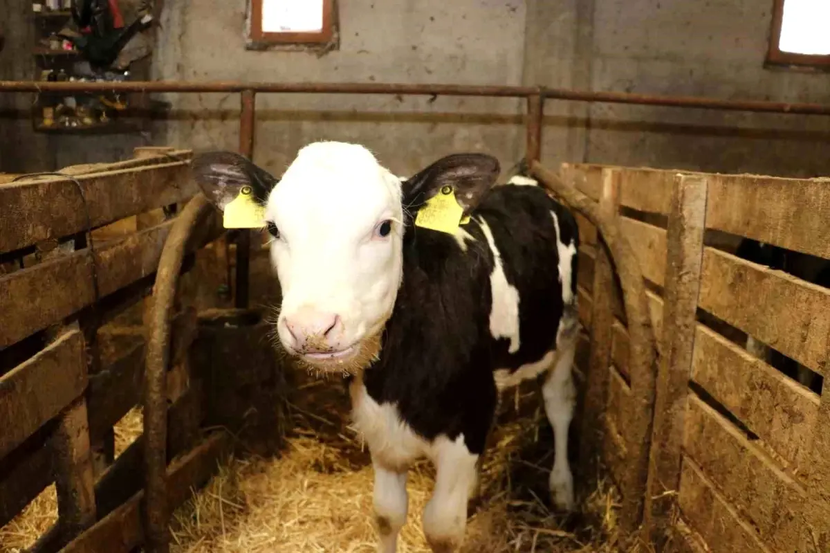 Samsun’da Ari Statüsündeki Süt Hayvanı İşletmeleri Artıyor