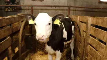 Ari işletme sayısının artışı