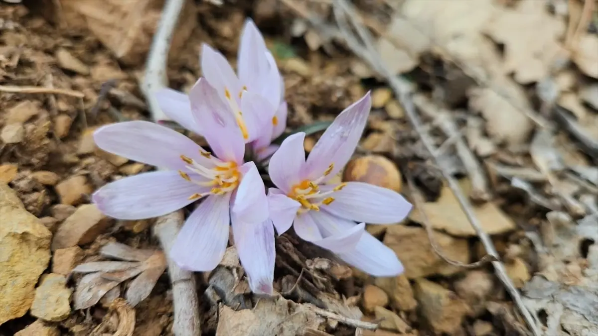 Çankırı’da Kar Çiçekleri Açtı: İlkbaharın Erken İşareti