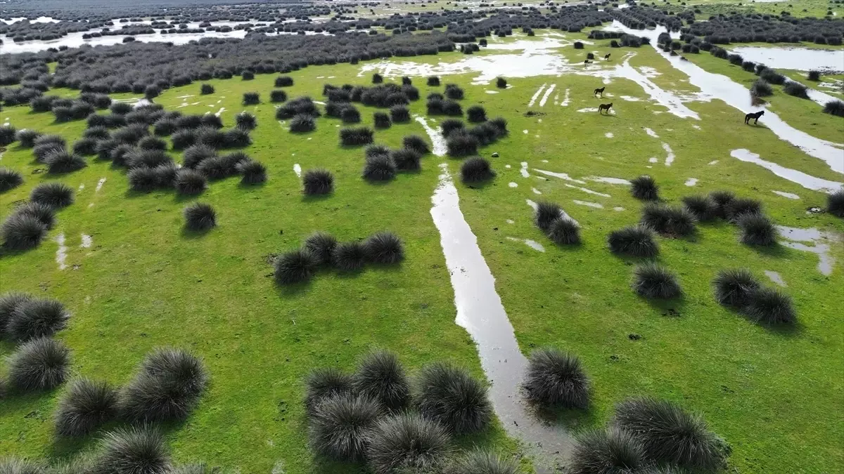 Samsun’da Kızılırmak Deltası’nda Kuşların Kuluçka Dönemi Baharı Karşılıyor