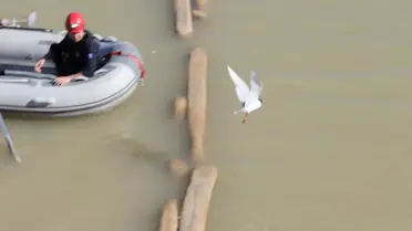 Kurtarılan martı serbest bırakılırken