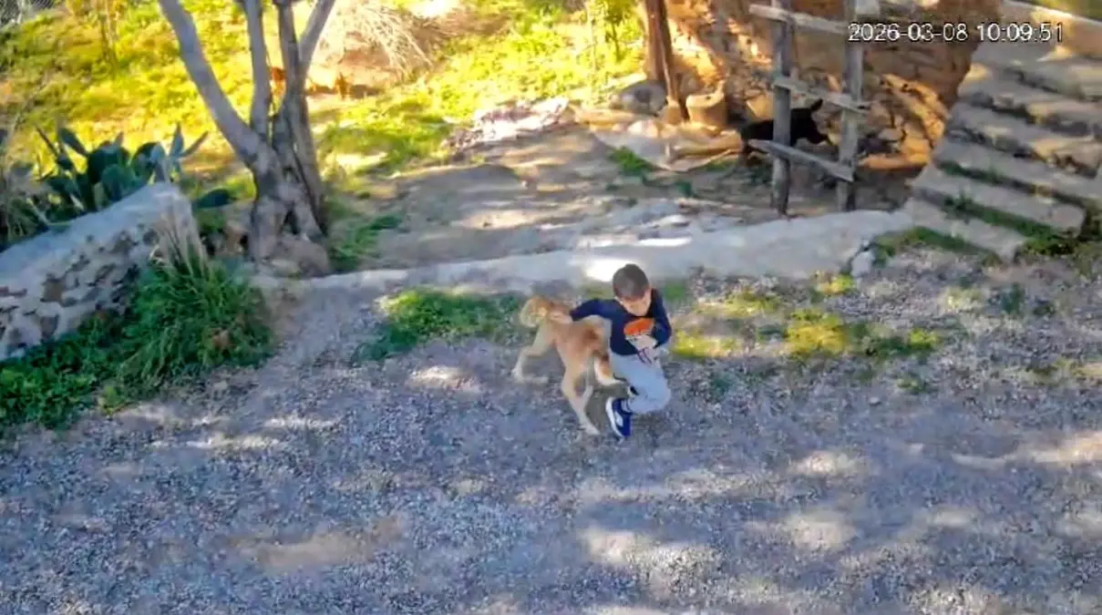 Gazipaşa’da 7 Yaşındaki Çocuğa Sokak Köpeği Saldırdı