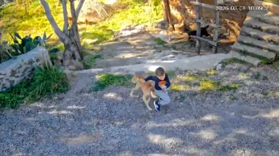 Gazipaşa’da 7 Yaşındaki Çocuğa Sokak Köpeği Saldırdı