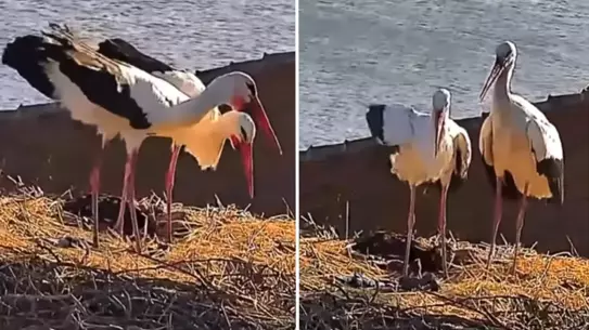 Nazlı Leylek, Karacabey'de Yaren'in Yanına Döndü: Uzun Göçün Ardından Mutlu Kavuşma