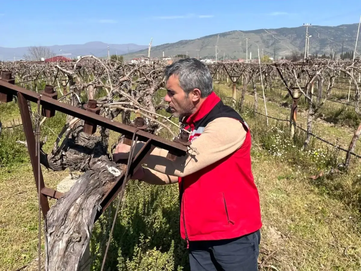 Sarıgöl’de Üzüm Bağları İçin Hastalık ve Zararlı Kontrolleri Sürüyor