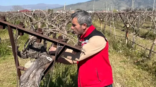 Sarıgöl’de Üzüm Bağları İçin Hastalık ve Zararlı Kontrolleri Sürüyor