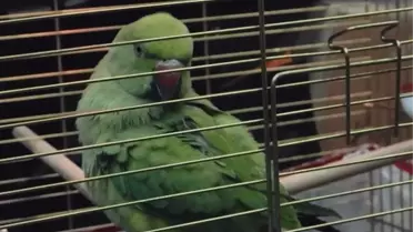 Bursa’da Kaçak Hayvan Ticaretine Büyük Operasyon: 2 Papağan ve Mısır Yılanı Ele Geçirildi