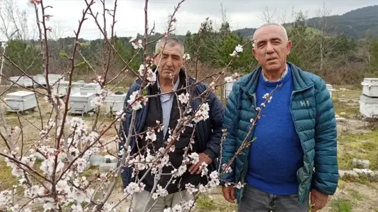 Lapseki Arıcılar Birliği, Meyve İlaçlamalarında Arı Koruması Çağrısı Yaptı