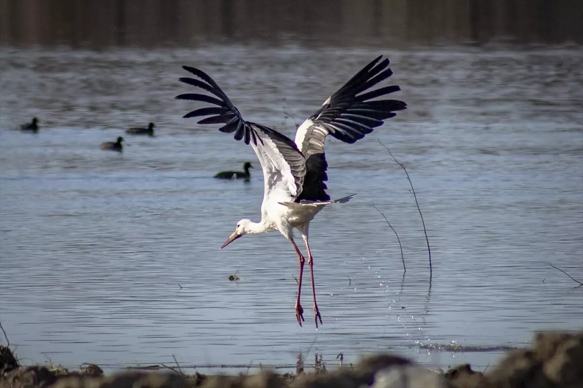 Karakaya Barajı'nda Leylekler Geri Dönüşünü Kutladı