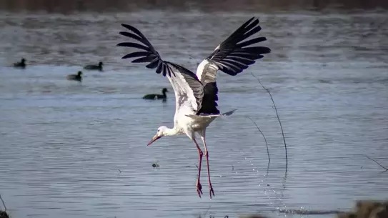 Karakaya Barajı'nda Leylekler Geri Dönüşünü Kutladı