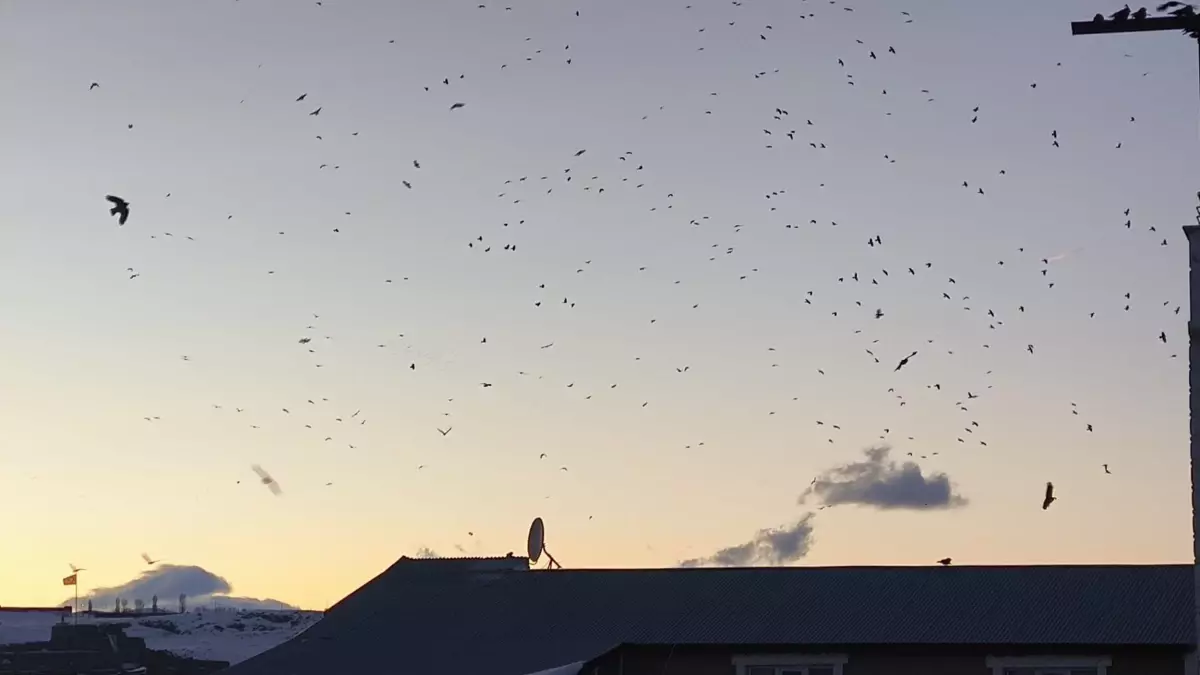 Kars’ta Gökyüzünün Büyüleyici Dansı: Karga ve Sığırcıklar Bir Arada
