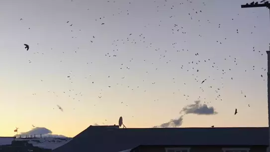 Kars’ta Gökyüzünün Büyüleyici Dansı: Karga ve Sığırcıklar Bir Arada