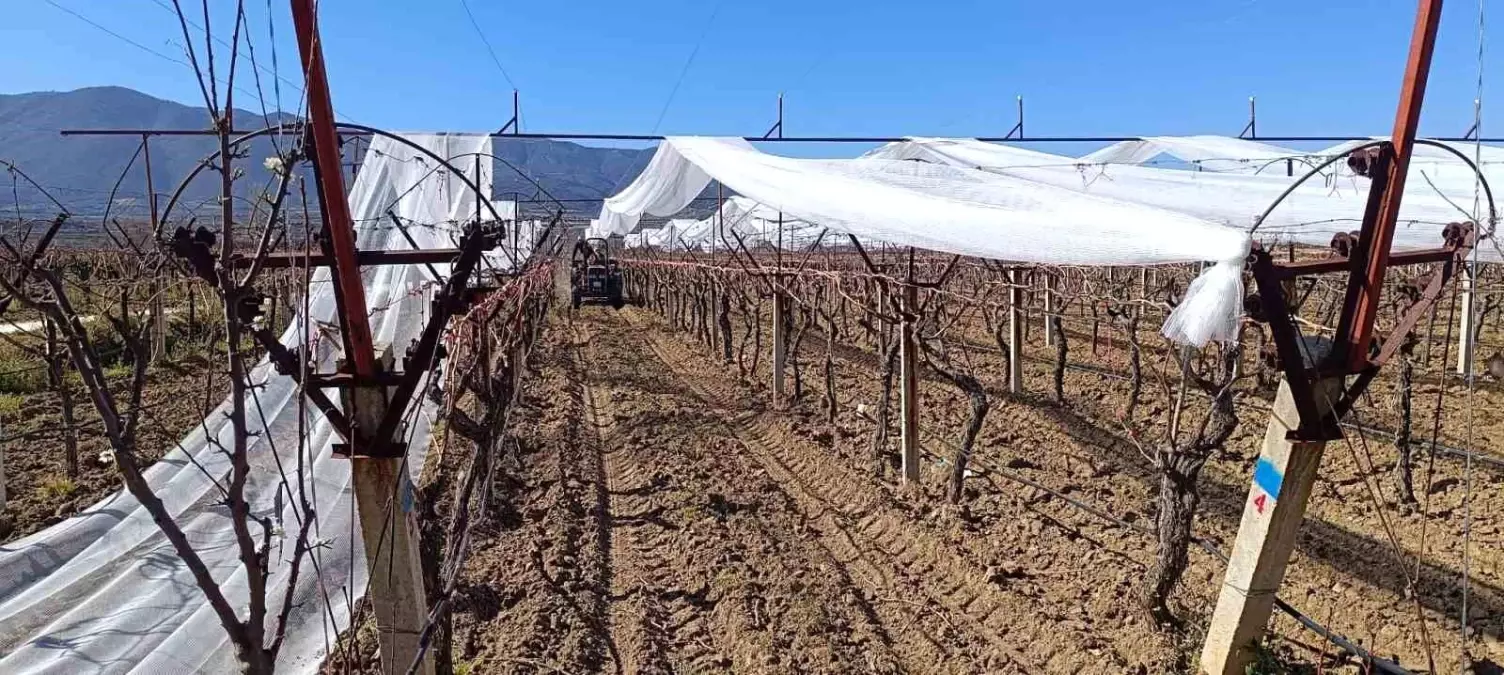 Sarıgöl Üzüm Bağlarında Dolu Tehdidine Karşı Yeni Koruma Yöntemleri