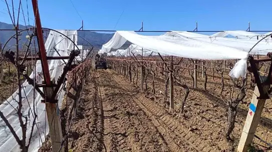 Sarıgöl bağlarında dolu koruma çalışması