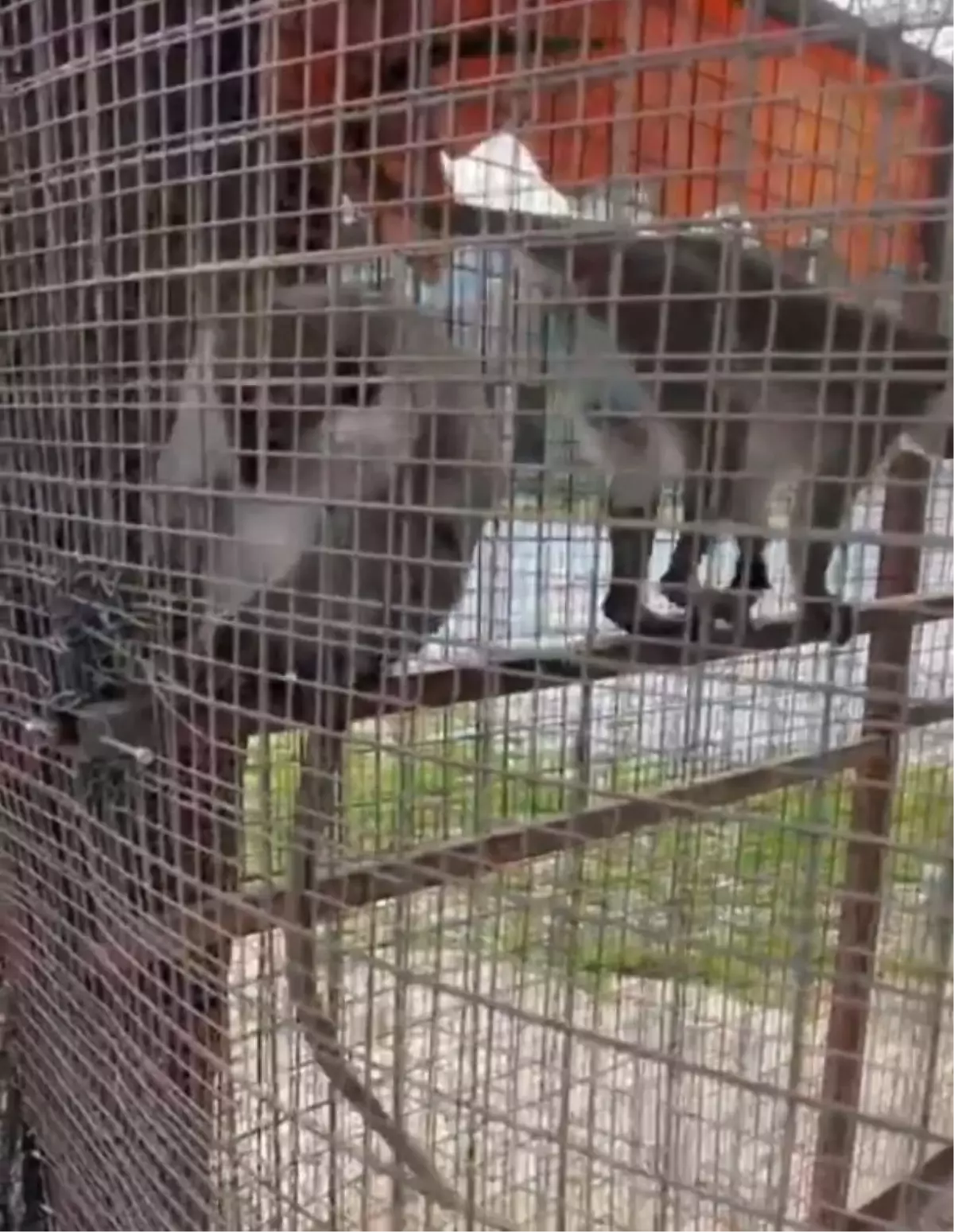 Denizli'de Özel Havuzda Yakalanan 3 Örümcek Maymunu Koruma Altına Alındı